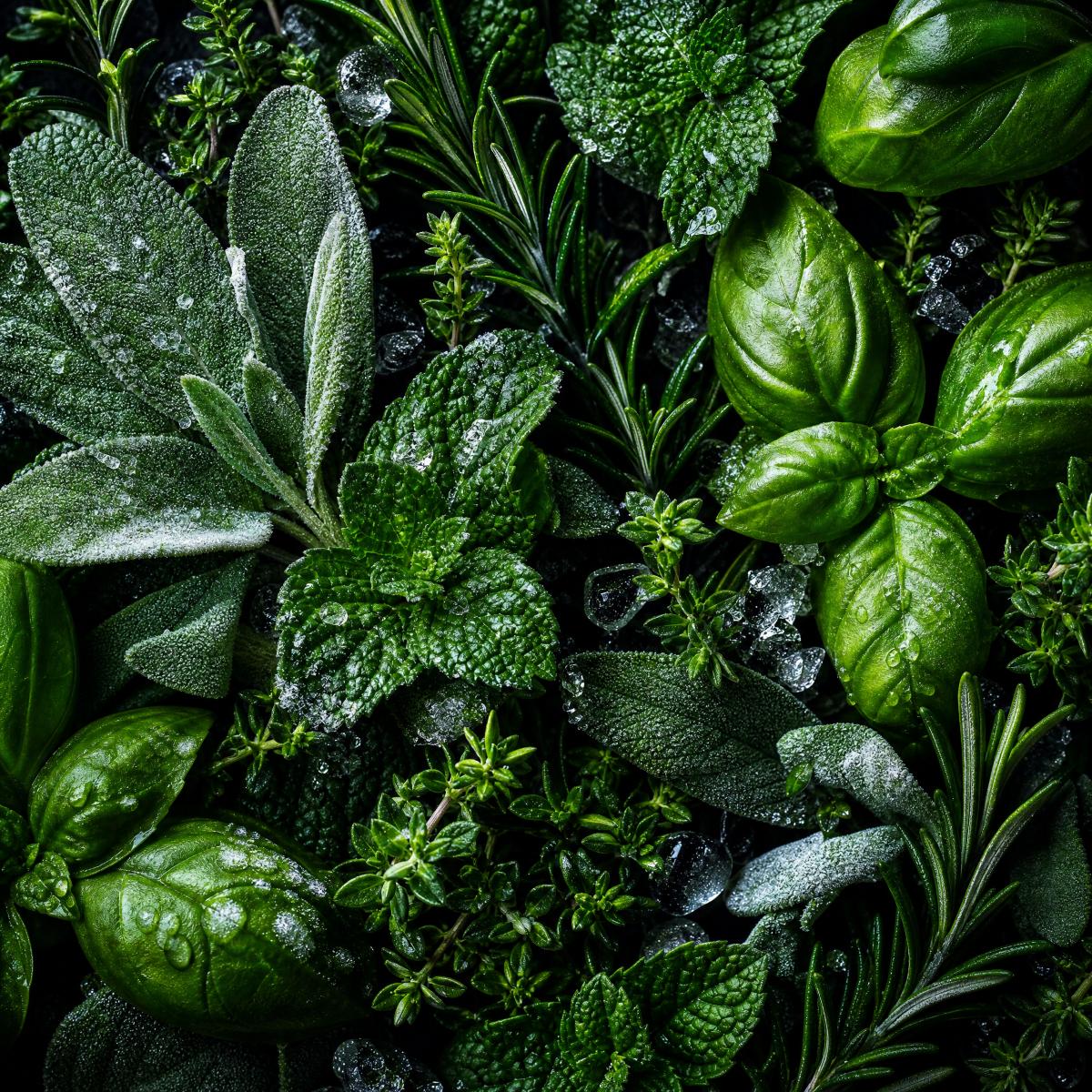 Sauna-Duft-Konzentrat Eiskräuter
