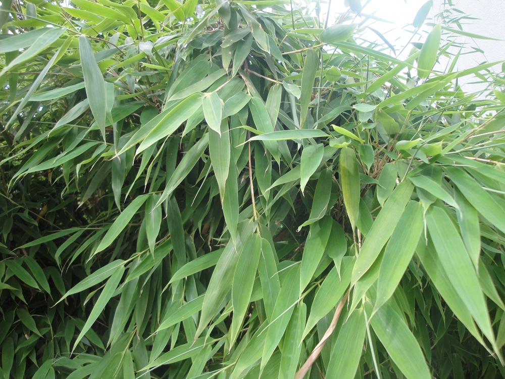 Sauna-Duft-Konzentrat Bambus