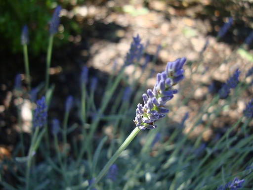 Sauna-Peeling-Kristallsalz Lavendel