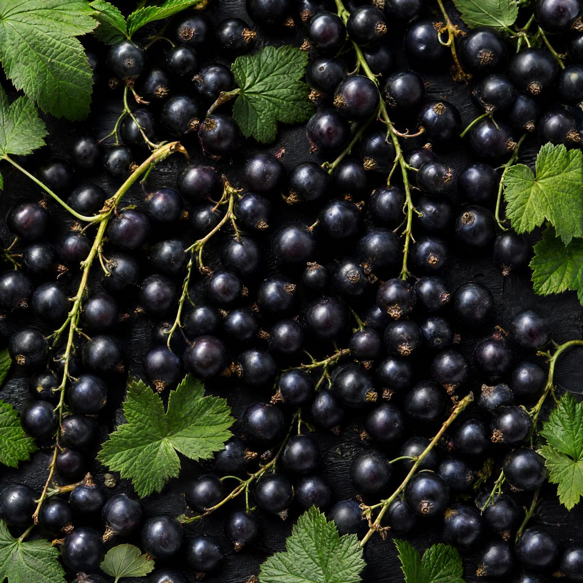 Aroma-Duft-Konzentrat Schwarze Johannisbeere