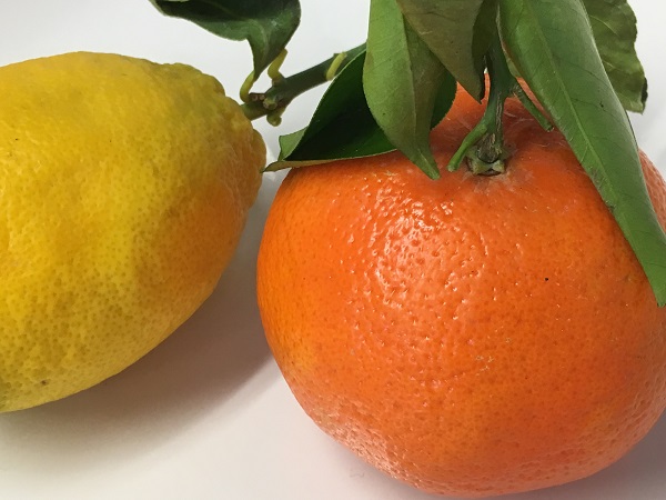 Duft-Konzentrat Zitrone/Orange