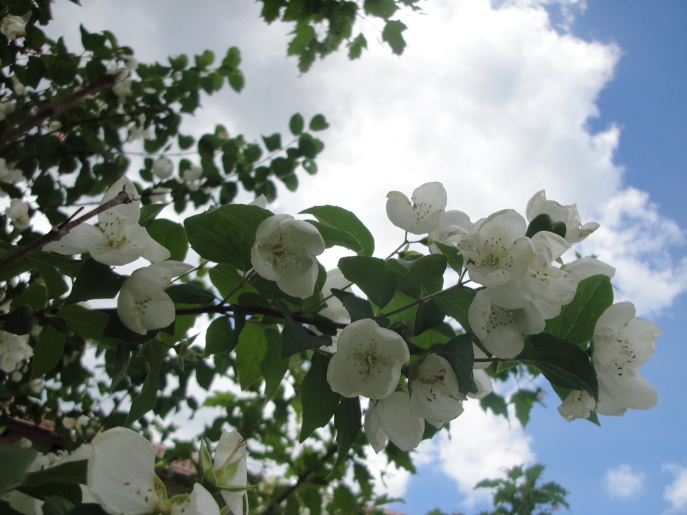 Aroma-Duft-Konzentrat Jasminblüten