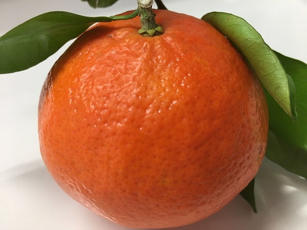 Dampfbad-Duft-Emulsion Mandarine