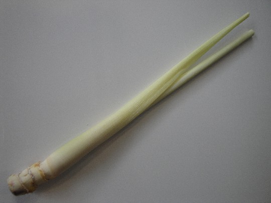 Sauna-Coconut-Creme LEMONGRAS